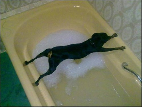 cane sulla vasca