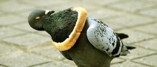colomba con pane sul dorso