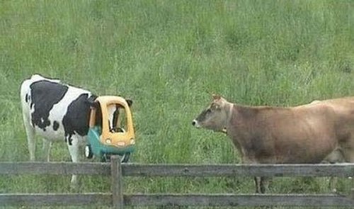 mucca con carrello spesa