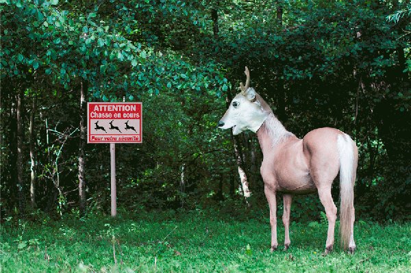 cavallo