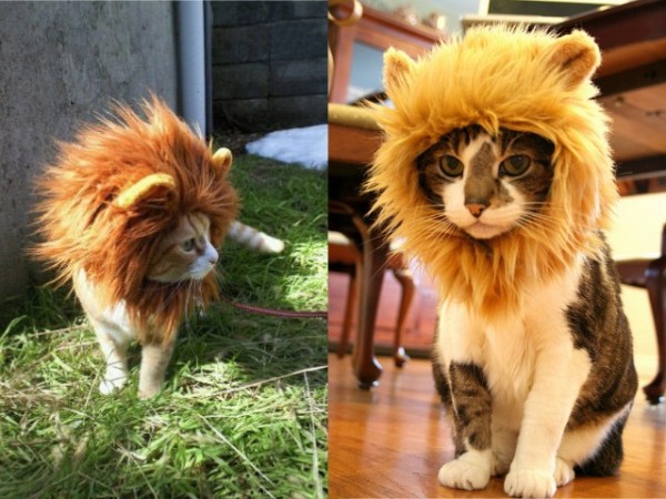 criniera leone gatto