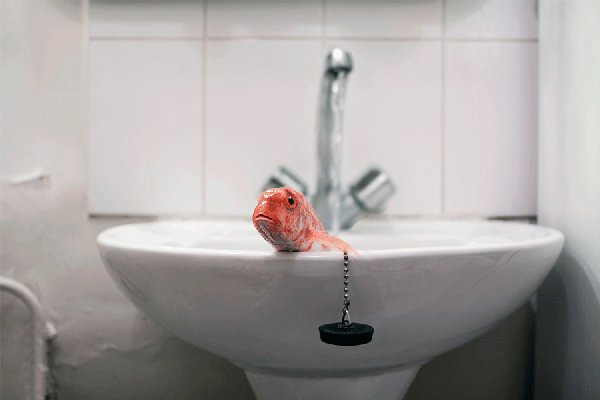 pesce rosso suicida