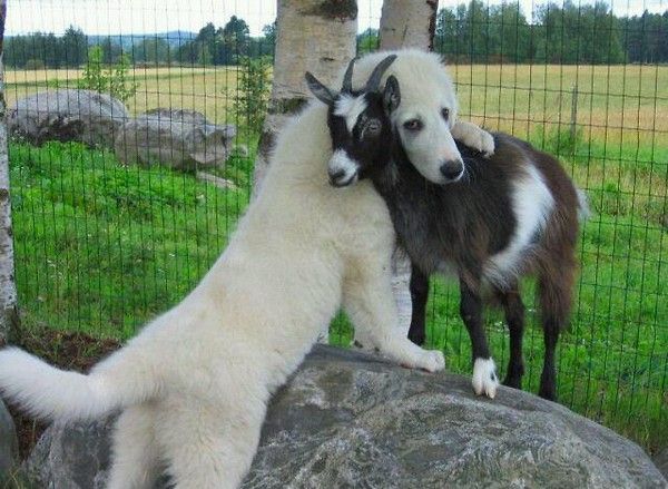 abbraccio-cane-capra