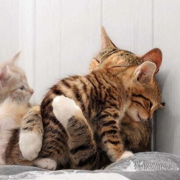 abbraccio-gatti