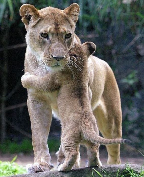 abbraccio leoni