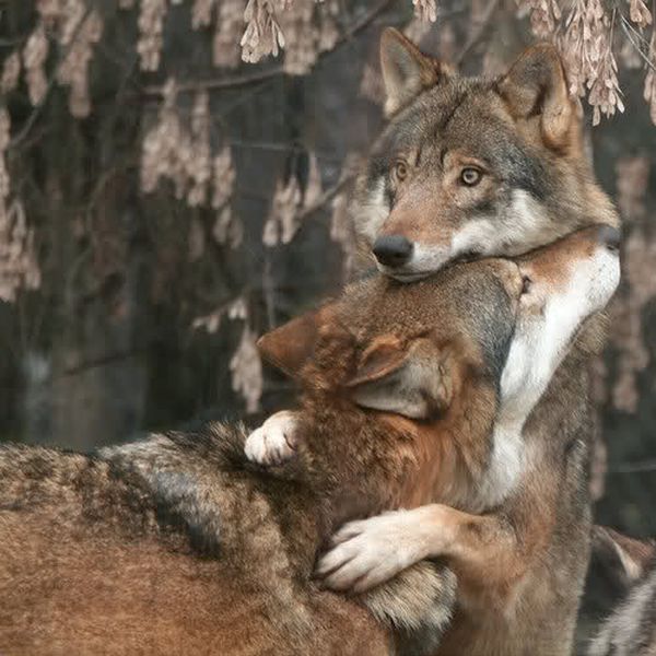 abbraccio-lupi