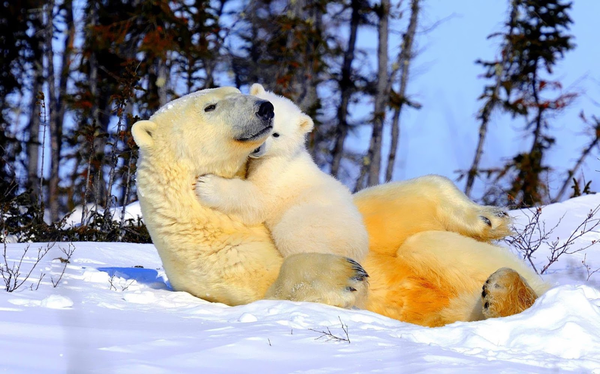 abbraccio-orsi