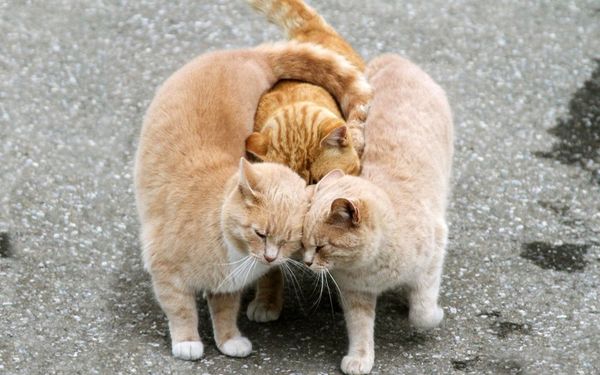 abbraccio-tre-gattini