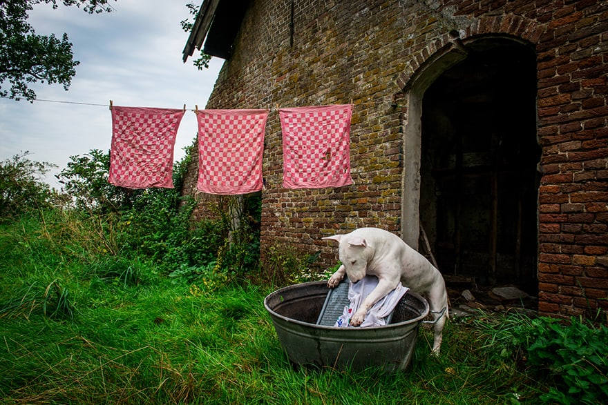 Cane modello