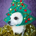 cappello albero di natale cane