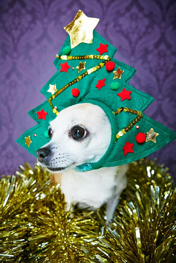 cappello albero di natale cane